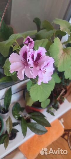 Комнатные растения