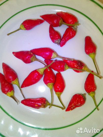 Рассада острого перца