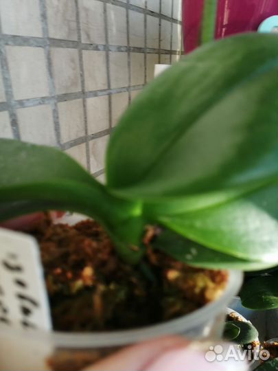 Орхидея фаленопсис