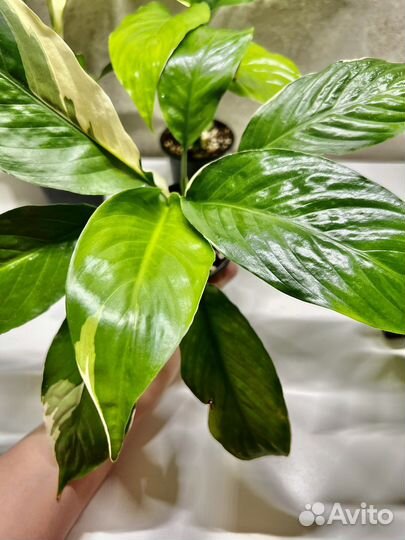 Спатифиллумы сортовые