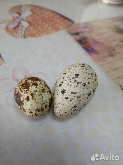 Перепелиное яйцо в розницу, Оптом цена договорная