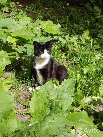 Отдам молодого котика