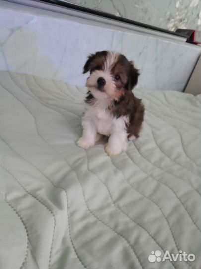 Йоркширский терьер