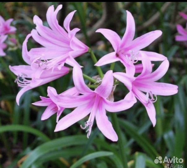 Амарины луковицы