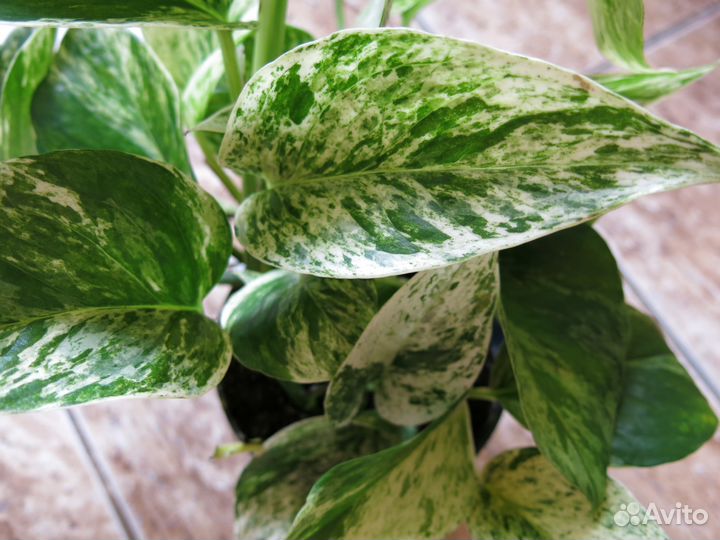 Коллекция ароидных филодендроны, сциндапсусы,агла