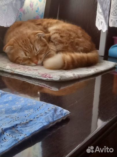 Отдам котика в добрые руки