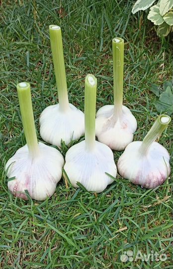 Чеснок озимый