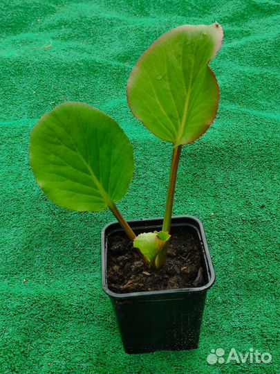 Тимьян ползучий, бадан вечнозелёный