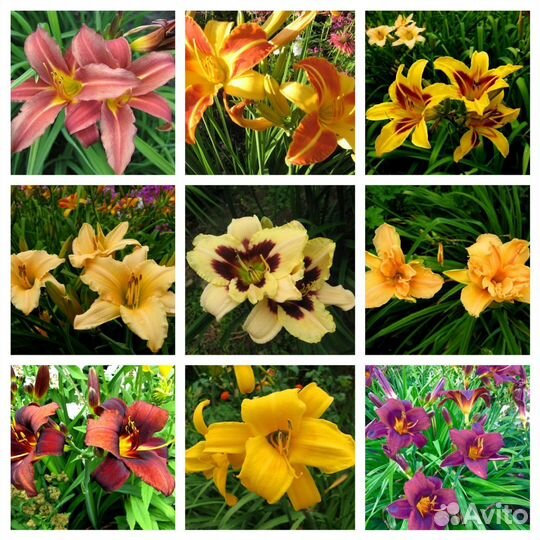 Многолетние садовые цветы