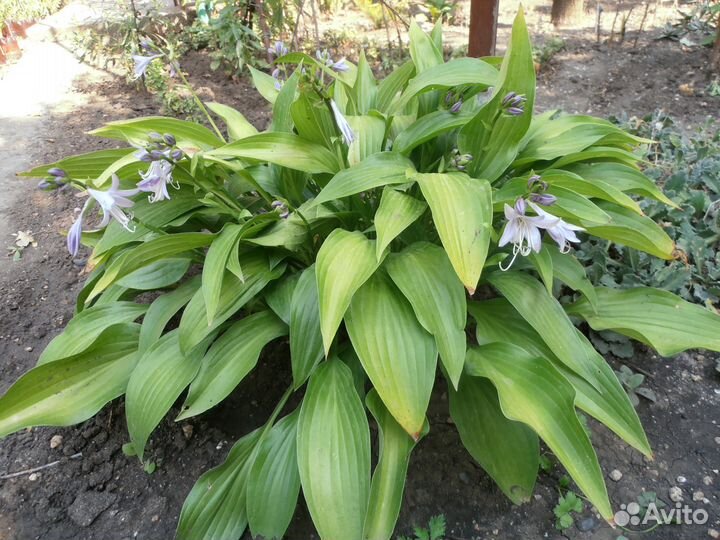 Цветы открытого грунта