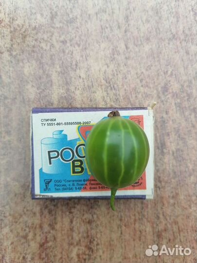 Крыжовник крупный зеленый шипованный