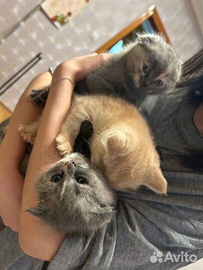 Шотландские котята