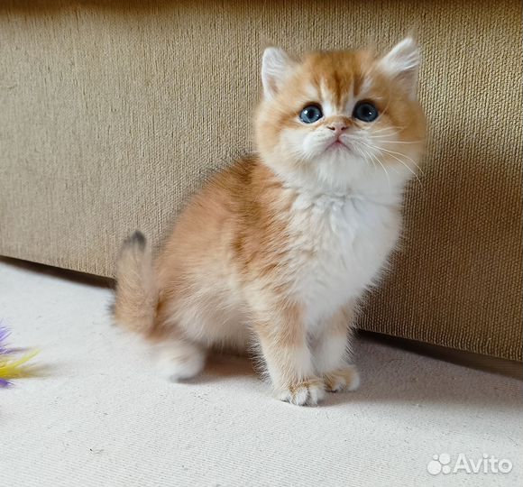 Британский котик