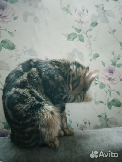 Ищем кошку для случки на сутки. Г Ульяновск