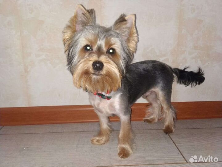 Йоркширский терьер