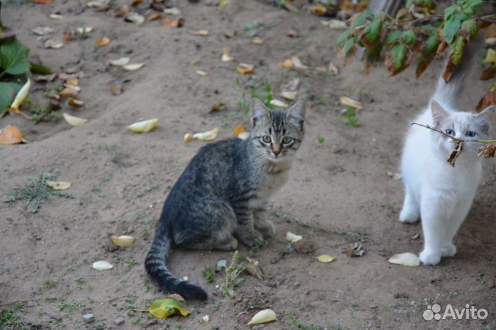 Домашние животные кошки