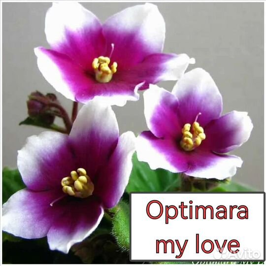 Детки сортовых фиалок