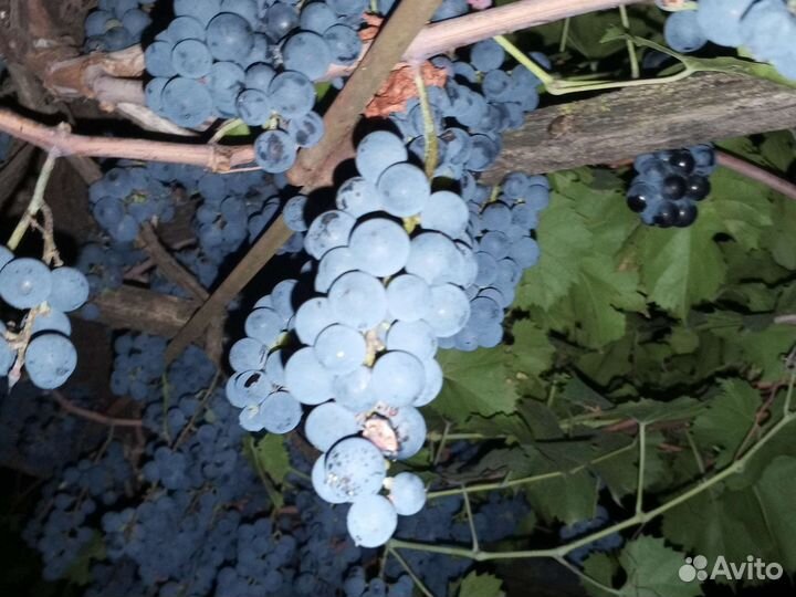 Продукты питания