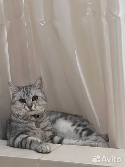 Кот на вязку