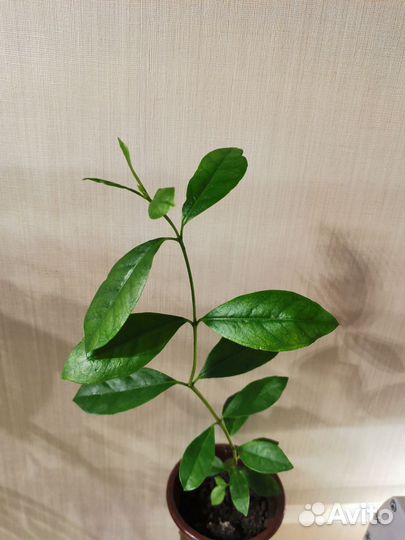 Комнатные экзотические растения