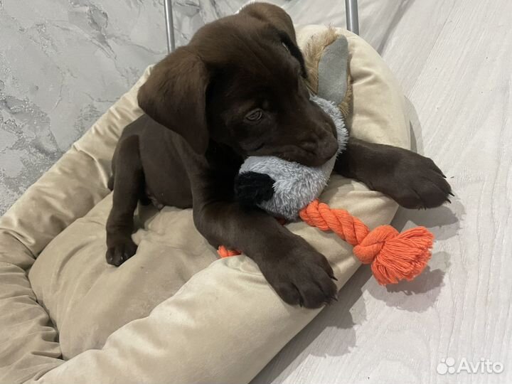 Щенки курцхаара