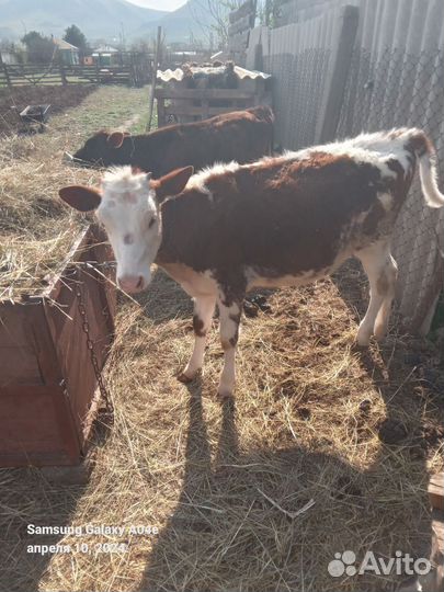 Телята 2телочки