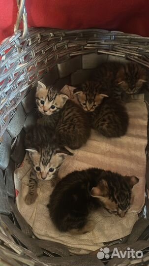 Котята в добрые руки даром
