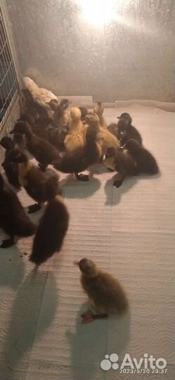 Цыплята суточные утята индийский бегунок