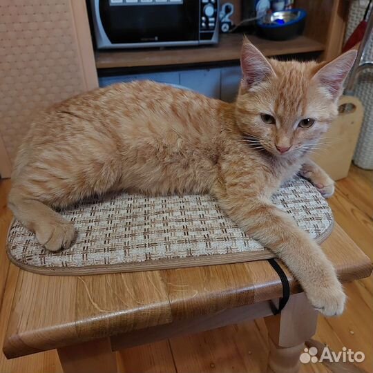 Котята-крысаловки