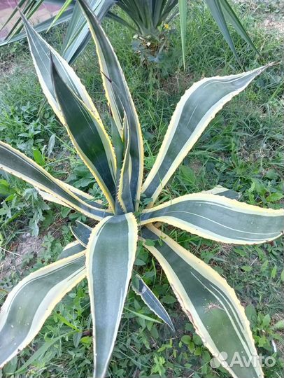 Агава вариегатная