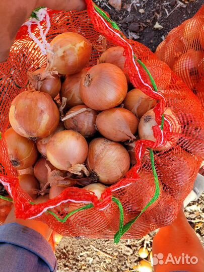 Продам лук Оптом