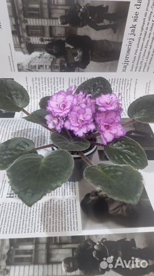 Фиалка цветущая