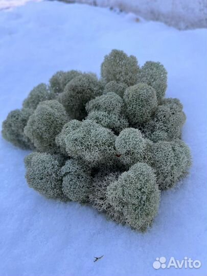 Ягель под стабилизацию