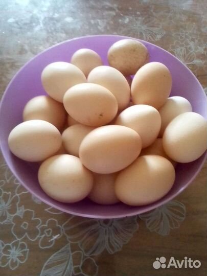 Домашние куриные яйца
