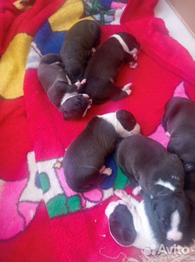 Собаки щенки