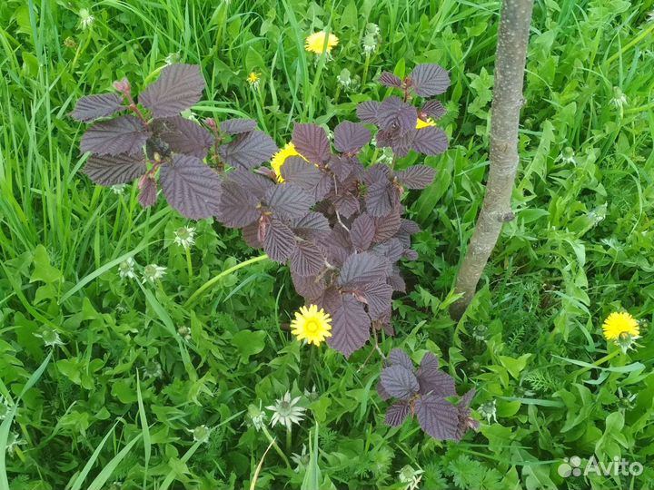 Лещина краснолистная (орешник)