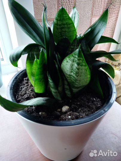 Комнатные растения