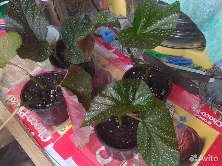 Бегония Коралловая (Крылья Ангела)