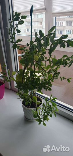 Комнатные цветы