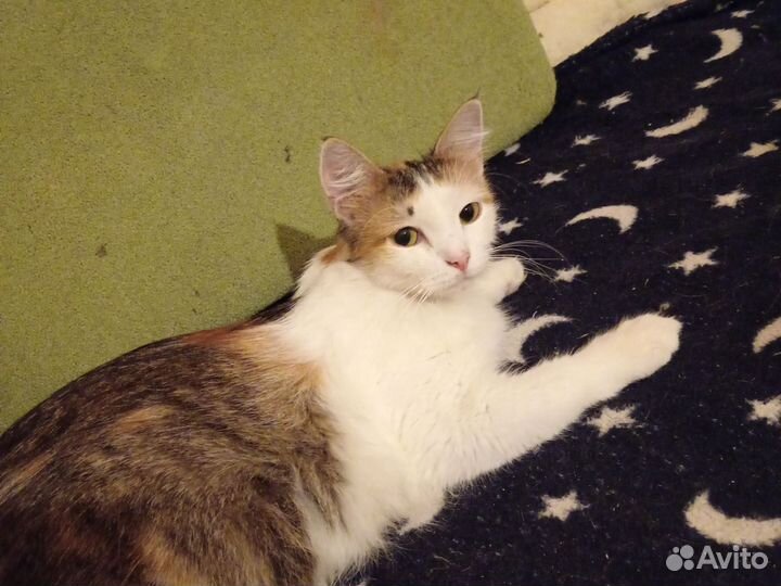 Кошечка в дар