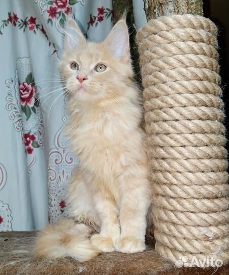 Котята Мейн-кун