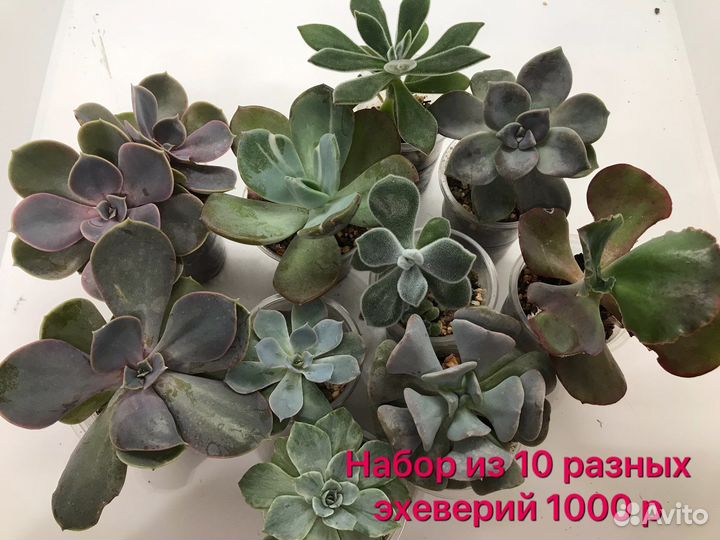 Суккуленты эхеверии