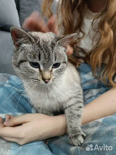 Кошечка в добрые руки