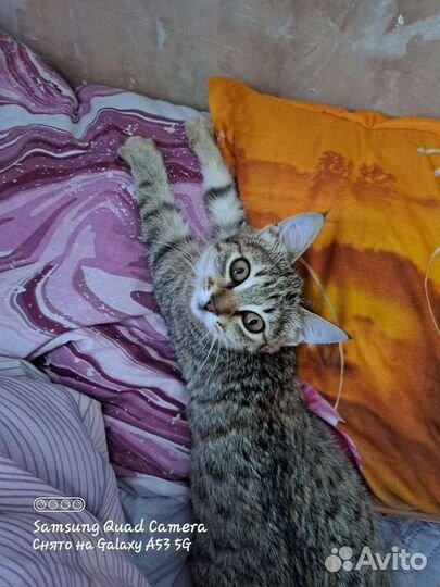 Котёнок девочка