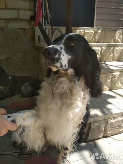 Русский спаниель