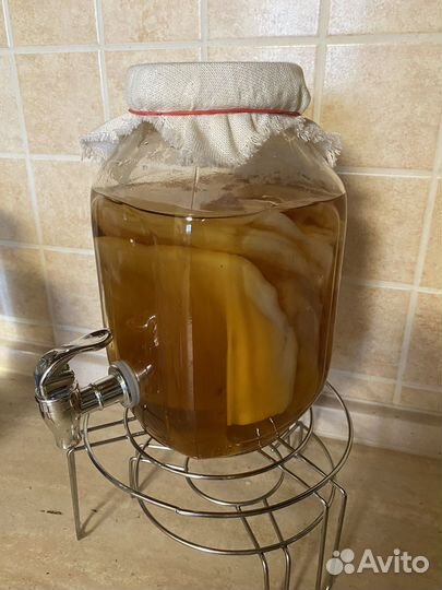 Чайный гриб