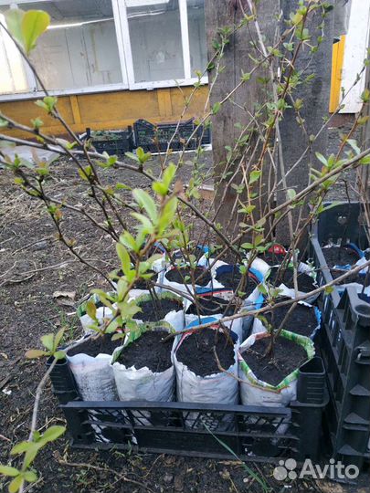 Саженцы барбариса сорт Сибирский