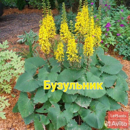 Многолетники садовые
