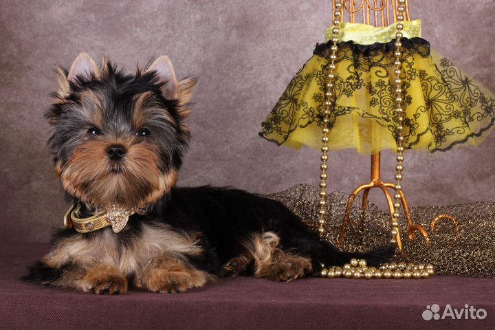 Йорка стандартная красотка Аннабель РКФ