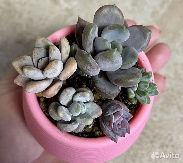 Суккуленты набор для начинающих